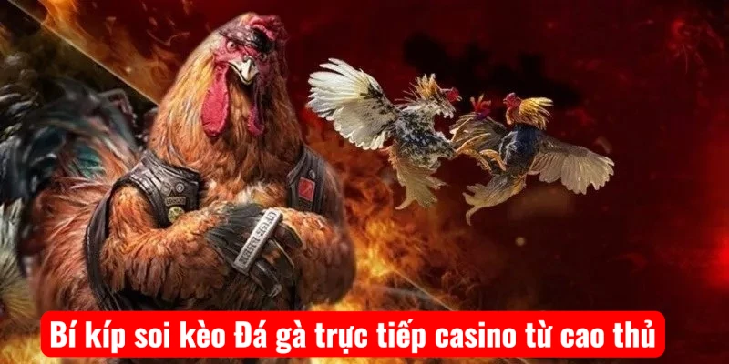 Bí kíp soi kèo Đá gà trực tiếp casino từ cao thủ