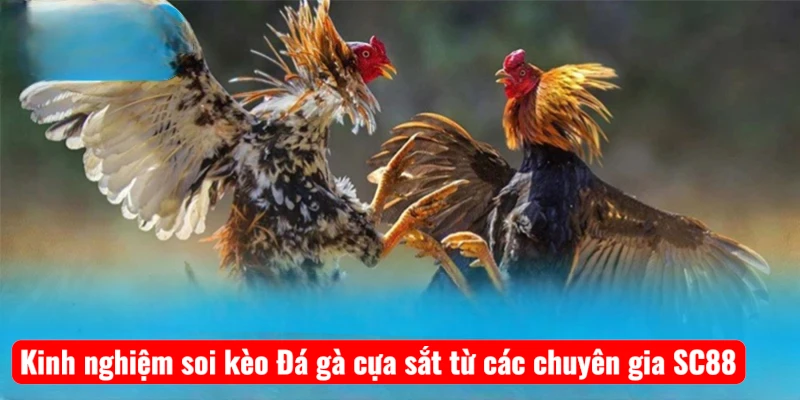 Kinh nghiệm soi kèo Đá gà cựa sắt từ các chuyên gia SC88