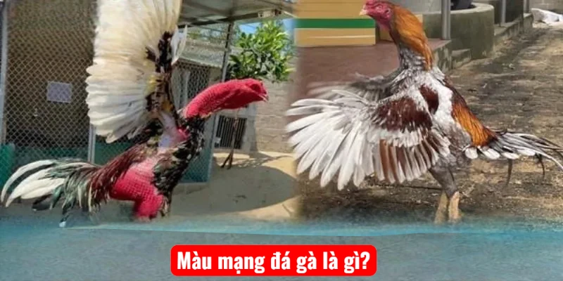 Màu mạng đá gà là gì?